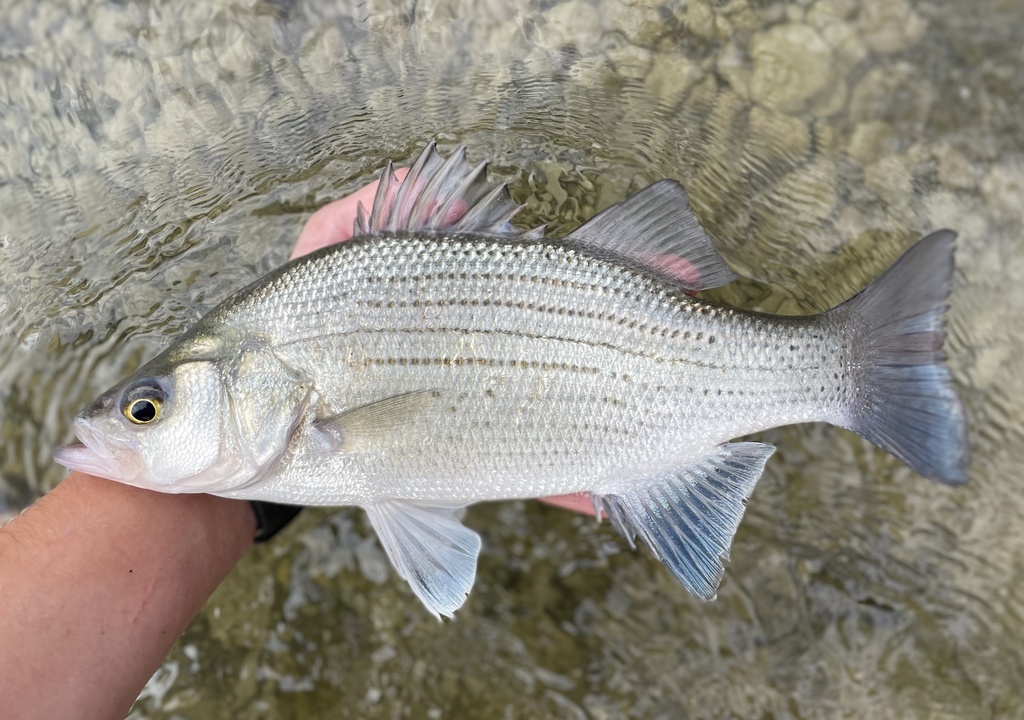 White Bass (Freshwater Fish of Massachusetts) · iNaturalist