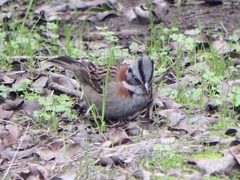 Zonotrichia capensis chilensis