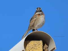 Zonotrichia capensis antofagastae