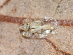 Corythucha floridana