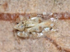 Corythucha floridana