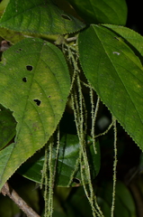 Myriocarpa longipes