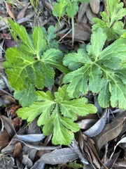 Sanicula hoffmannii
