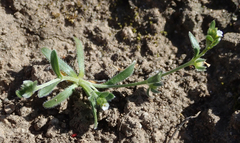 Plagiobothrys acanthocarpus