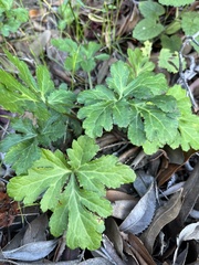 Sanicula hoffmannii