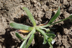 Plagiobothrys acanthocarpus