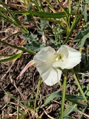 Calystegia subacaulis subacaulis