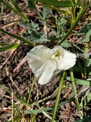 Calystegia subacaulis subacaulis