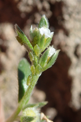 Plagiobothrys acanthocarpus