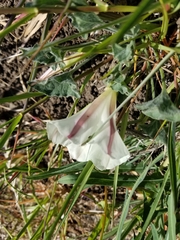 Calystegia subacaulis subacaulis