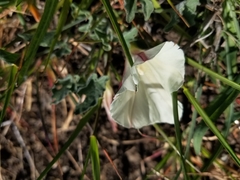 Calystegia subacaulis subacaulis
