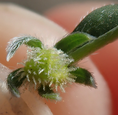 Plagiobothrys acanthocarpus