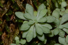Sedum nevii