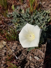 Calystegia subacaulis subacaulis