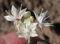 Allium haematochiton