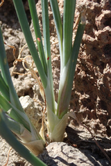 Allium haematochiton
