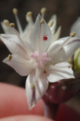 Allium haematochiton