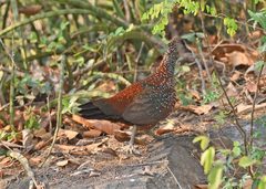 Galloperdix lunulata