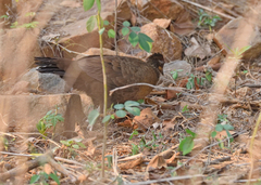 Galloperdix lunulata