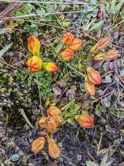 Gentianella hirculus