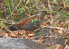 Galloperdix lunulata