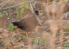 Galloperdix lunulata
