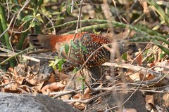 Galloperdix lunulata