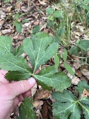 Sanicula hoffmannii