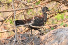 Galloperdix lunulata