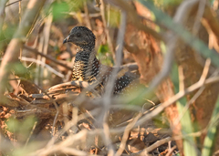 Galloperdix lunulata