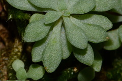 Sedum nevii