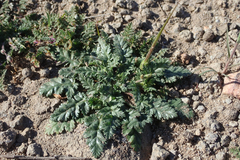 Erodium brachycarpum