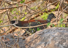 Galloperdix lunulata