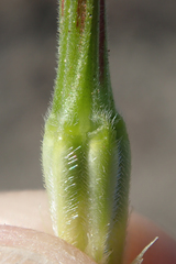 Erodium brachycarpum