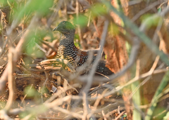 Galloperdix lunulata