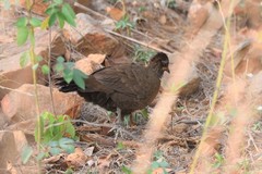 Galloperdix lunulata