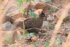 Galloperdix lunulata