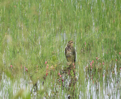 Rostrhamus sociabilis