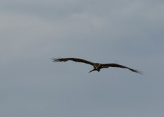 Rostrhamus sociabilis