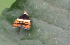 Choreutis xanthogramma