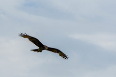 Rostrhamus sociabilis