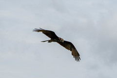 Rostrhamus sociabilis
