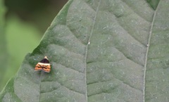 Choreutis xanthogramma