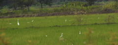 Egretta thula