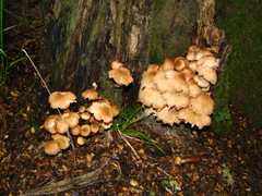 Armillaria limonea