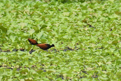 Jacana jacana