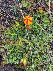 Gentianella hirculus