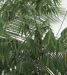 Cacomantis merulinus