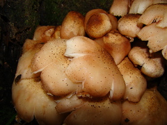 Armillaria limonea