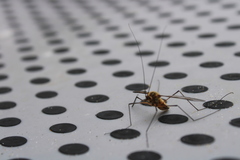 Leptotarsus vulpinus